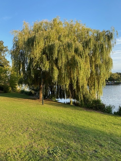 Photo of a willow tree in Summer by the Thames in Hampton